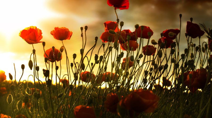 Carnations & Poppies